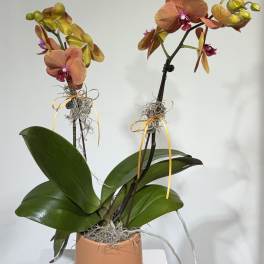 Double Stem Yushaun Phalaenopsis Orchid