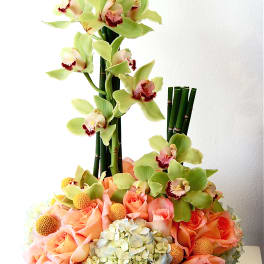 Orchids - Costa del Sol