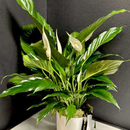 Peace Lily Plant