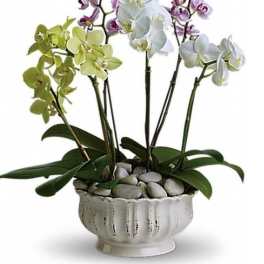 Potted arrangement of white, yellow, and pink orchids in a white bowl with smooth stones