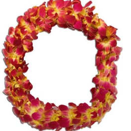 Pink and yellow flower lei garland on a white background