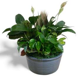 Potted green plant arrangement in a ribbed gray container