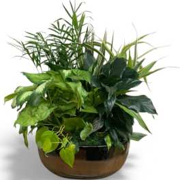 Mixed green houseplants arranged in a low glass bowl