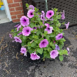 Combo Hanging Basket