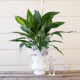 White potted peace lily with a clear glass cross beside it