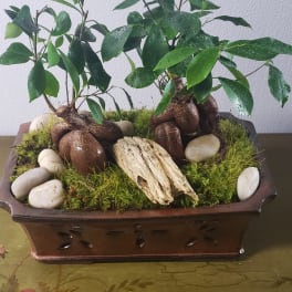 Two small potted bonsai plants in a rectangular planter with moss and stones