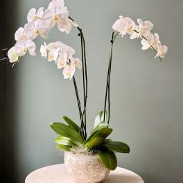 Elegant Orchid Trio