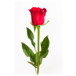 Single Rose