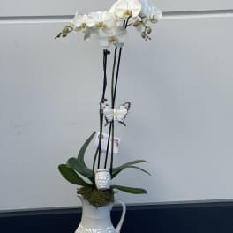 White orchid plant in a decorative ceramic pitcher vase