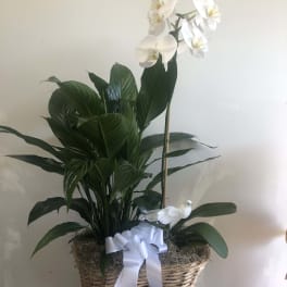 White orchid plant in a wicker basket with a ribbon and decorative bird