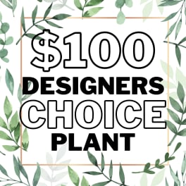 Graphic sign reading "$100 Designers Choice Plant" with leafy border