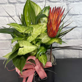 Tropical plant arrangement with a red-orange protea in a black pot