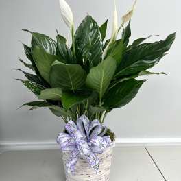 Spathiphyllum