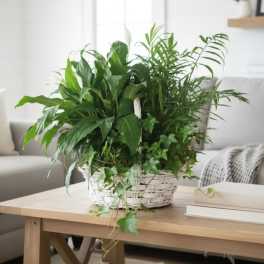 Green Garden Basket (Deluxe version) Plants/containers vary