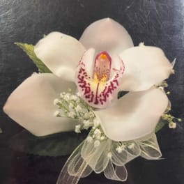 White orchid corsage with baby's breath and sheer ribbon