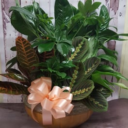 12 inch Dishgarden