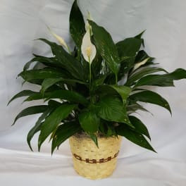 Potted peace lily with white blooms in a woven basket
