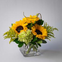 Sunflower arrangement in a clear square glass vase with green hydrangea