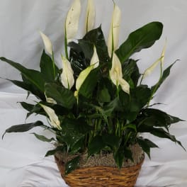 White peace lilies in a wicker basket with dark green foliage