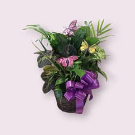 Potted green plant arrangement with butterfly picks and a purple ribbon in a basket