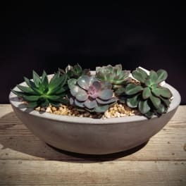 Succulent Oasis Garden