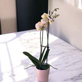 White orchid plant in a pink pot on a marble table