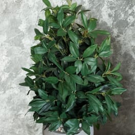 Potted green plant with dense glossy leaves in a gray planter