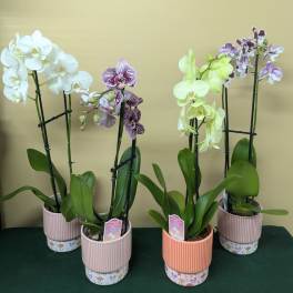 Phalaenopsis Orchid, Assorted Colors
