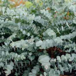 Fresh Eucalyptus Bundle
