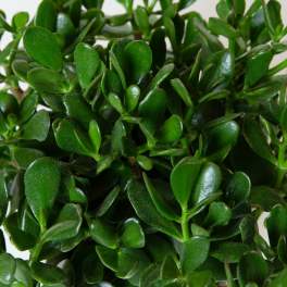 Jade Plant