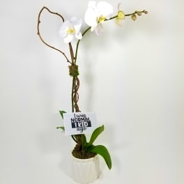 White orchid plant in a white pot with a small sign