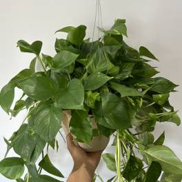 Hanging pothos plant in a burlap-wrapped pot