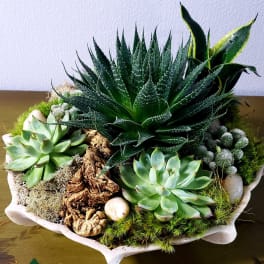 Succulent arrangement in a shallow white bowl with moss and stones