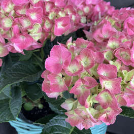 Hydrangea