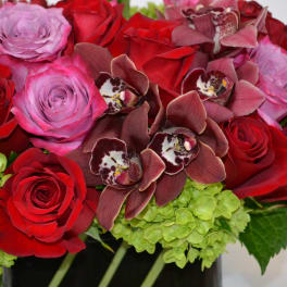 red wine cymbidium