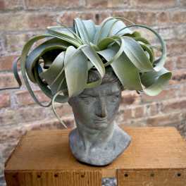 Potted air plant arranged in a gray sculpted bust planter