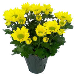 Yellow daisy bouquet in a dark wrapped pot