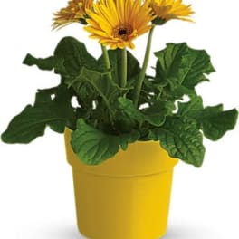 Yellow daisies in a yellow pot with broad green leaves