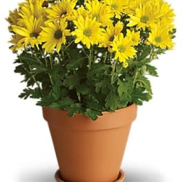 Yellow daisy-like flowers in a terracotta pot with a saucer