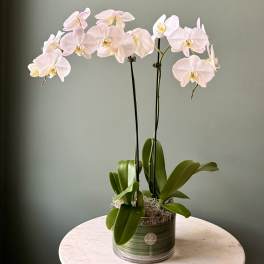 Pale pink orchid plant in a green ceramic pot