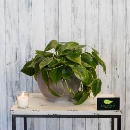 Potted green houseplant in a gray planter beside a lit candle