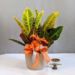 Colorful Croton - 6" Potted
