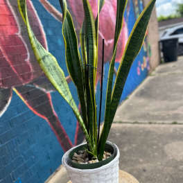 Snake Plant