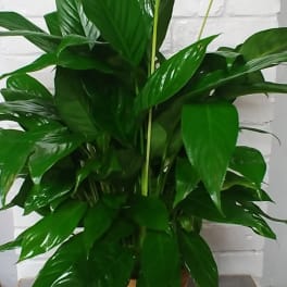 Potted peace lily with white blooms in a woven basket