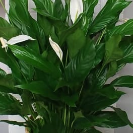 Potted peace lily plant with white blooms in a woven basket
