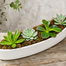 Succulent arrangement in a white boat-shaped planter