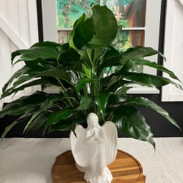 Potted green houseplant in a white angel planter on a wooden tray