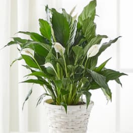 Potted peace lily with white blooms in a white woven basket