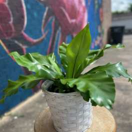 Birds Nest Fern