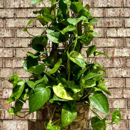 Potted pothos plant in a woven basket planter